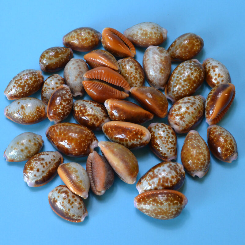 RCYPH100.jpg 15-24mm Cypraea Helvola (Set of 100) — Witchcraft & Ritual Tool