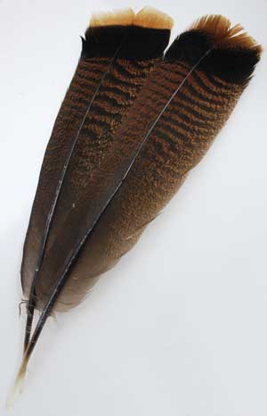 RFTTAI Bronze Turkey Tail Feather