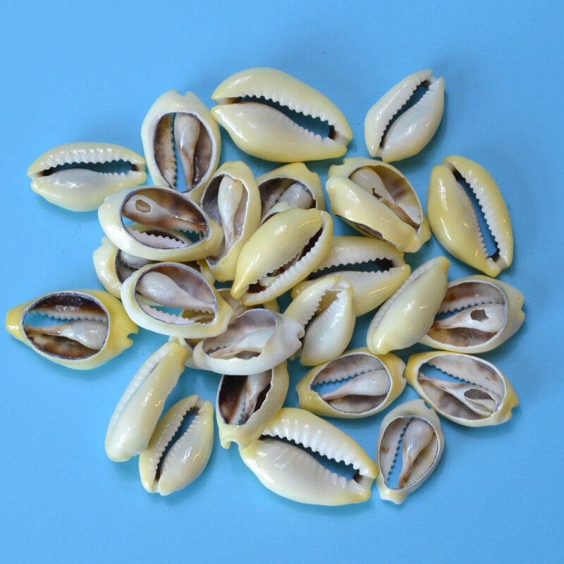 (set of 400) .5-1" Moneta cut (1kg)