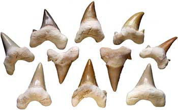 RSHAT.jpg Shark Teeth